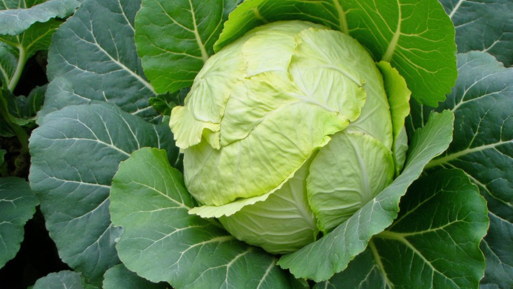 kiniškų kopūstų žydėjimo paaiškinimas