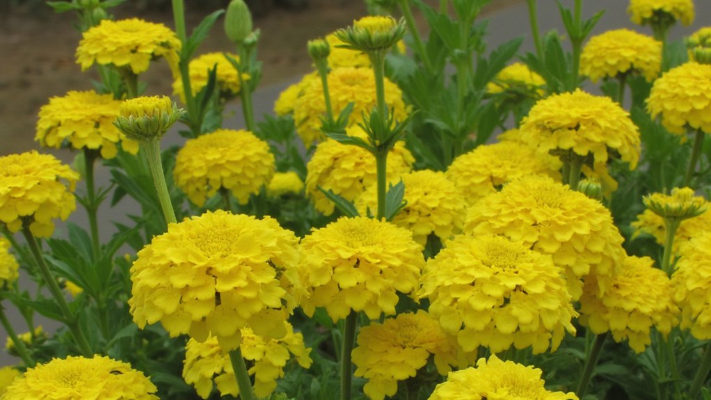 garstyčios apsaugo sodo kenkėjus