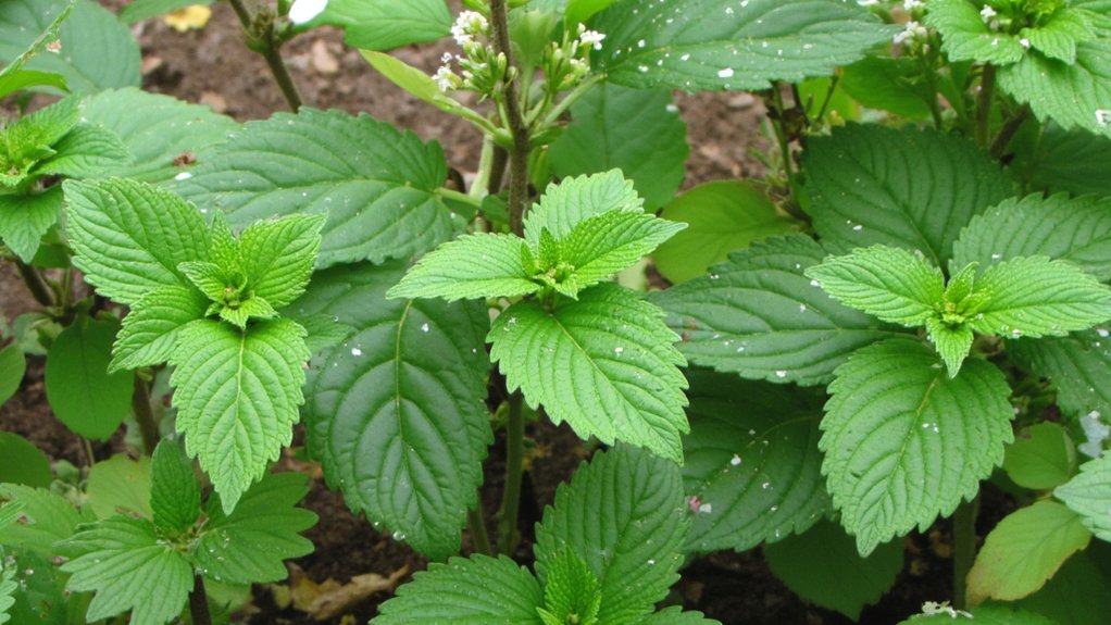 dilgėlių metodas skatina braškių augimą