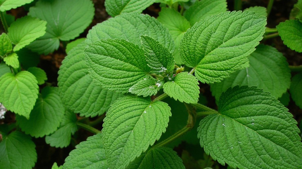 dilgėlių vanduo natūralios trąšos