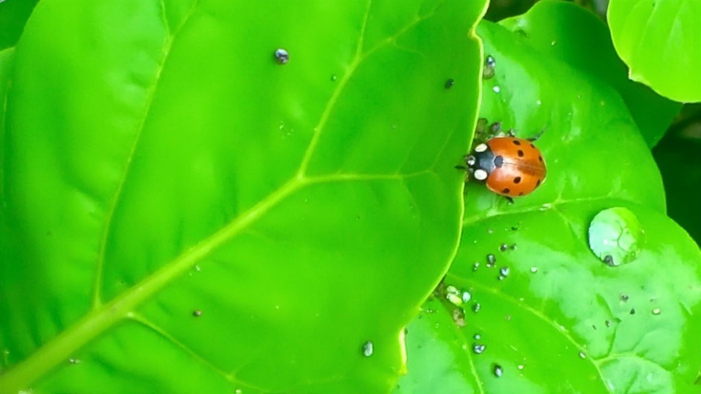 apsaugoti špinatus nuo amarų