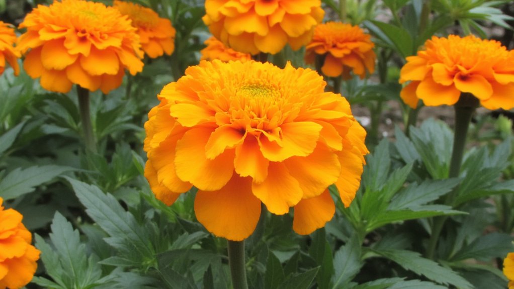 medetkų išsaugojimas po šalnų